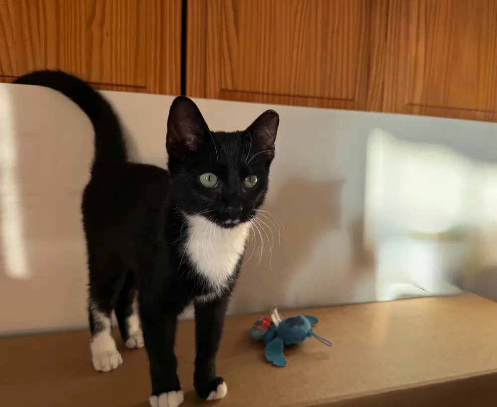 Dragonfly - Domestic Short Hair