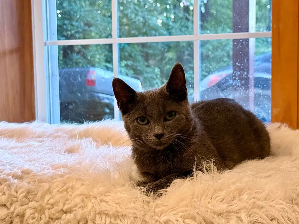 Bumble Bee - Domestic Short Hair