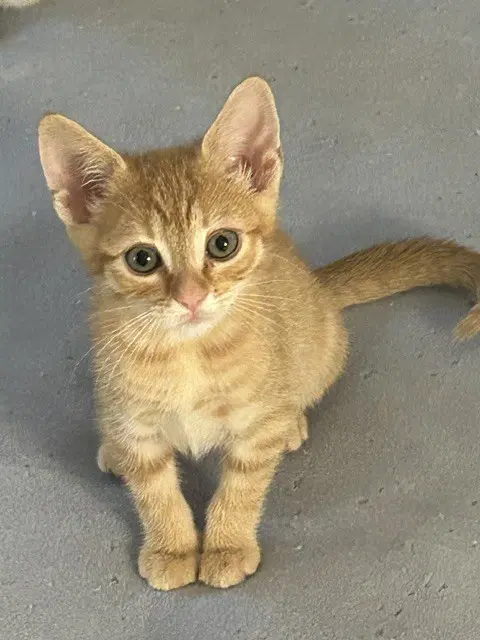 Goldfish - Domestic Short Hair