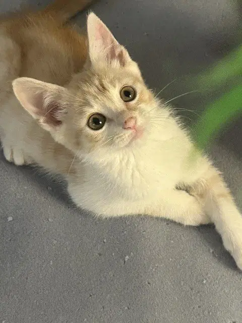 Graham - Domestic Short Hair