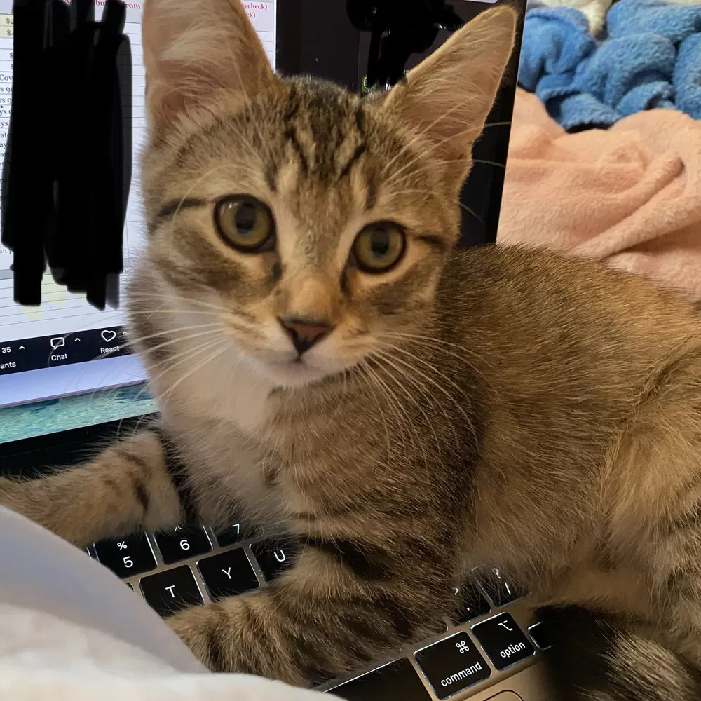 Odwalla - Domestic Short Hair