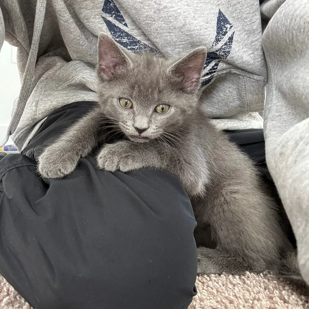 Betta - Domestic Short Hair