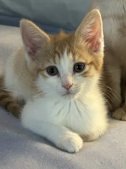 Wheat Thin - Domestic Short Hair