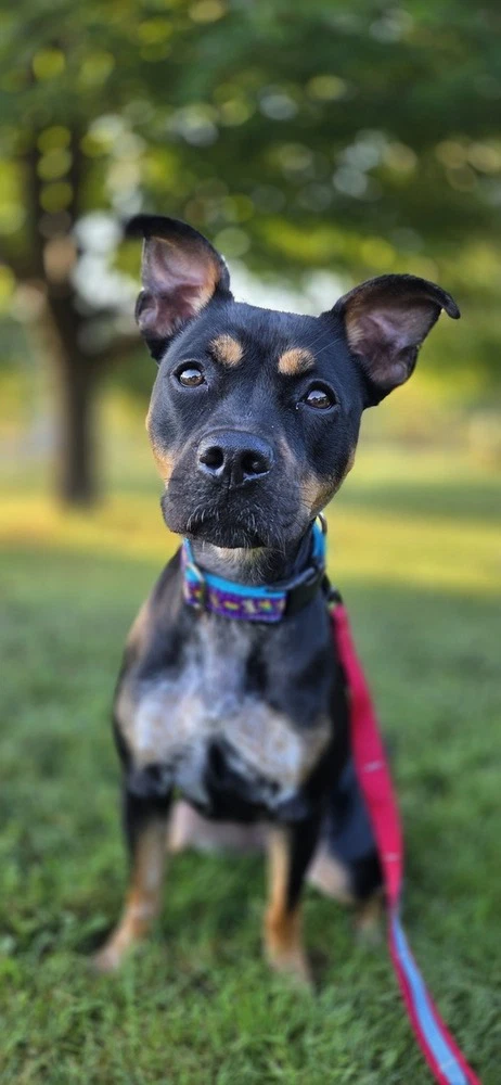 Pippa