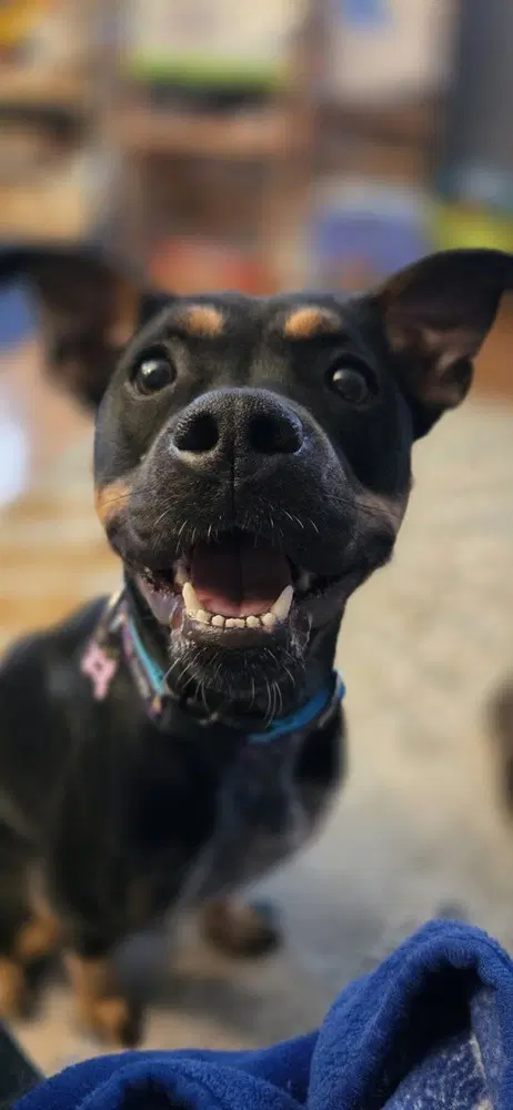 Pippa image 2