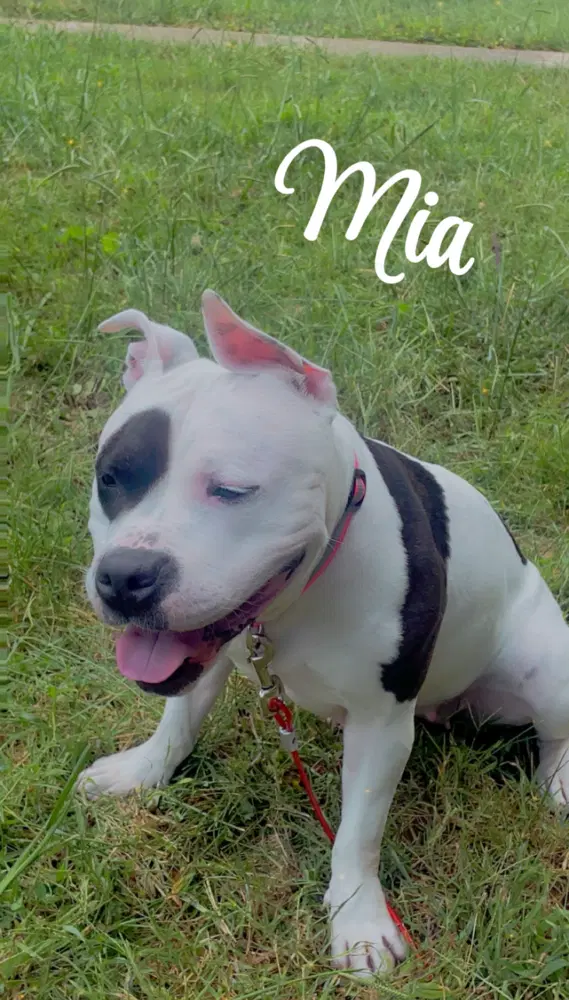 Mia - Amstaff
