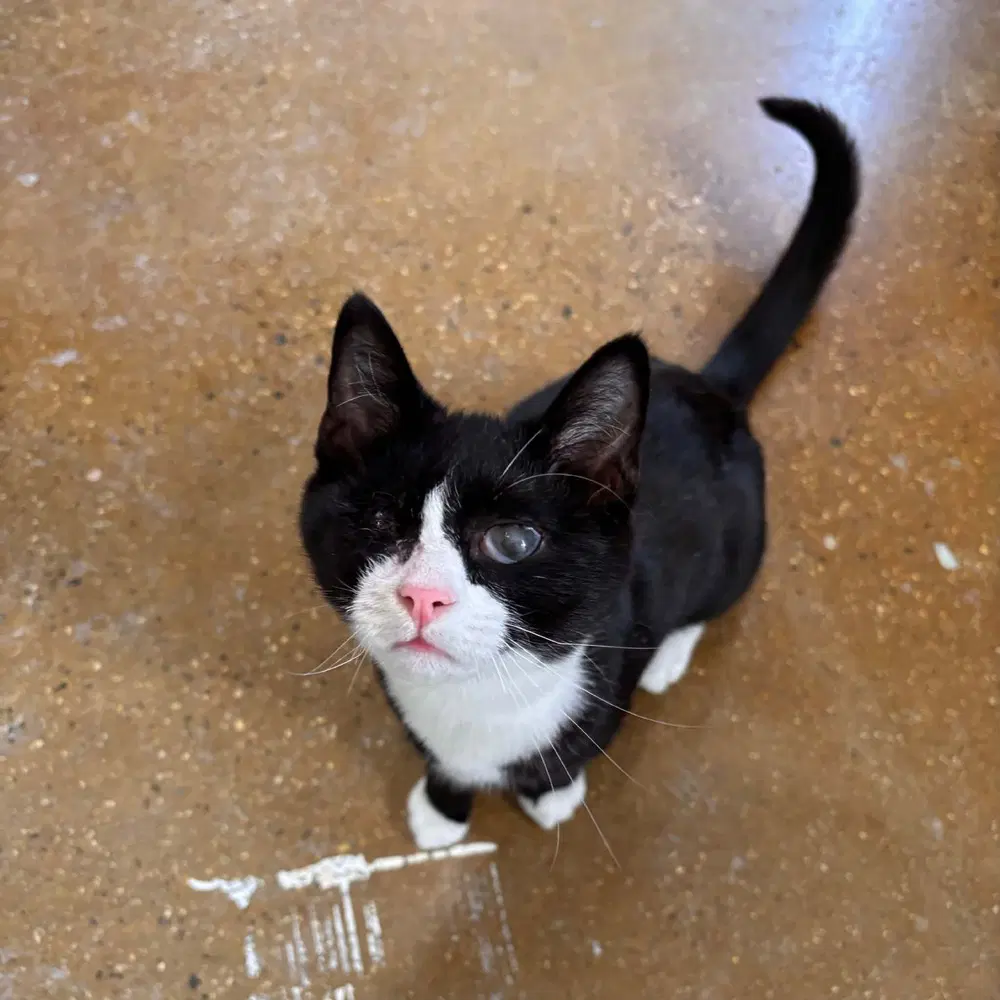 Jules - Domestic Short Hair