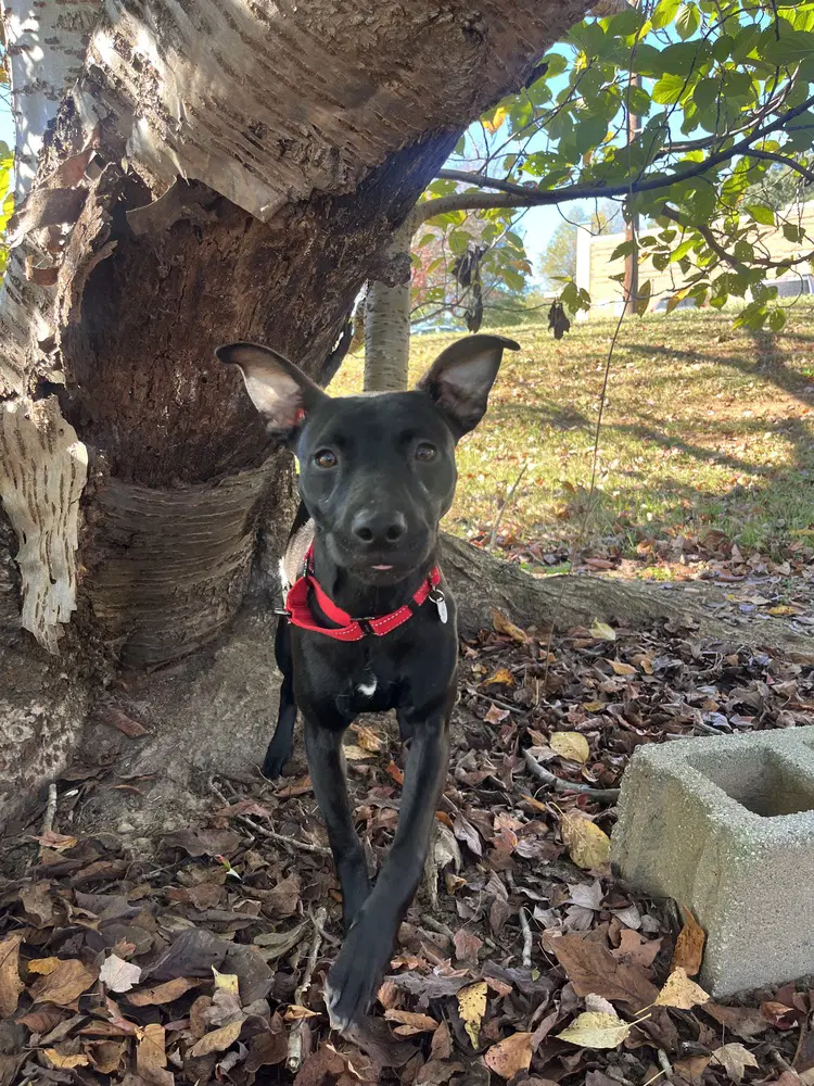 Remy - Terrier