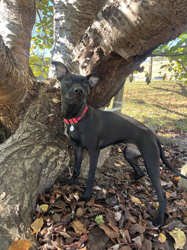 Remy, photo 4