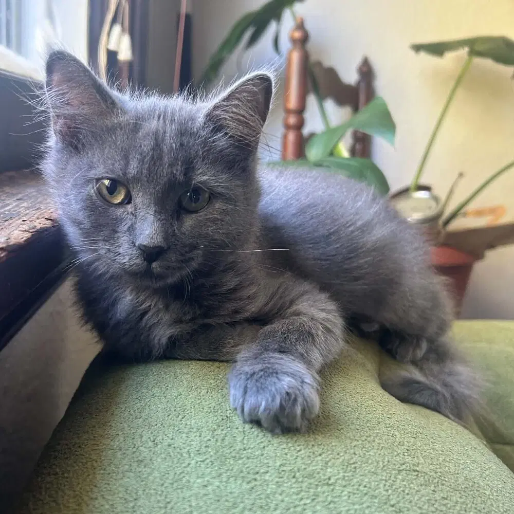 Martina - Domestic Medium Hair