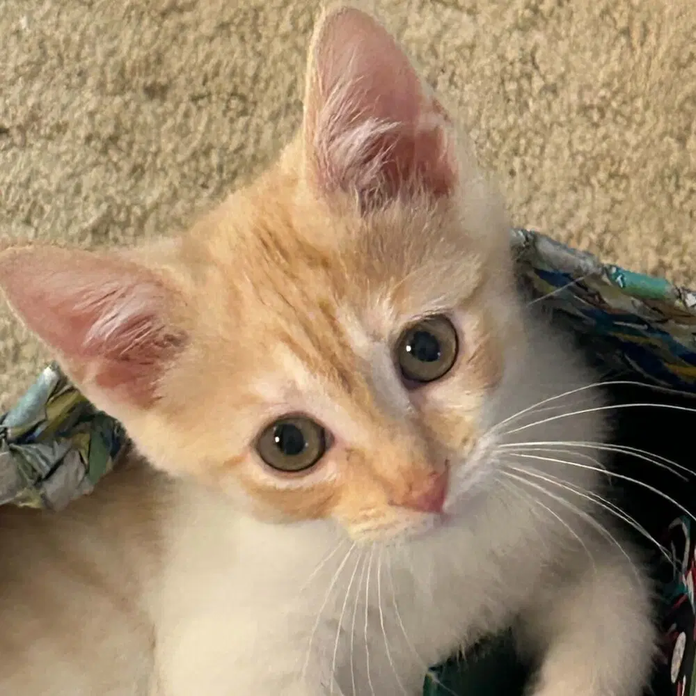 Saltine - Domestic Short Hair