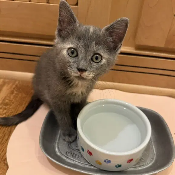 Lantana - Domestic Short Hair