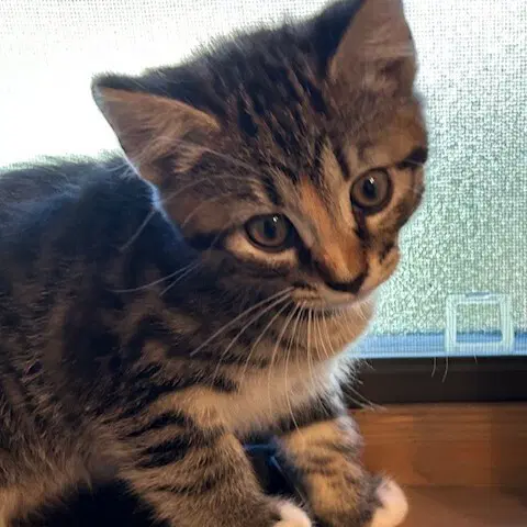 Tyro - Domestic Short Hair