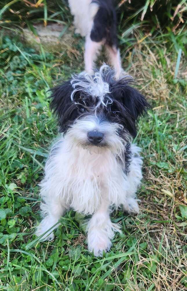Vizzini - Terrier