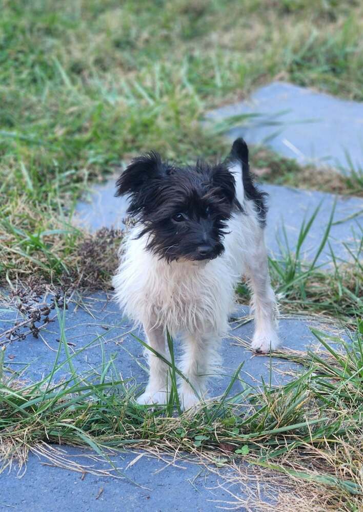 Buttercup - Terrier
