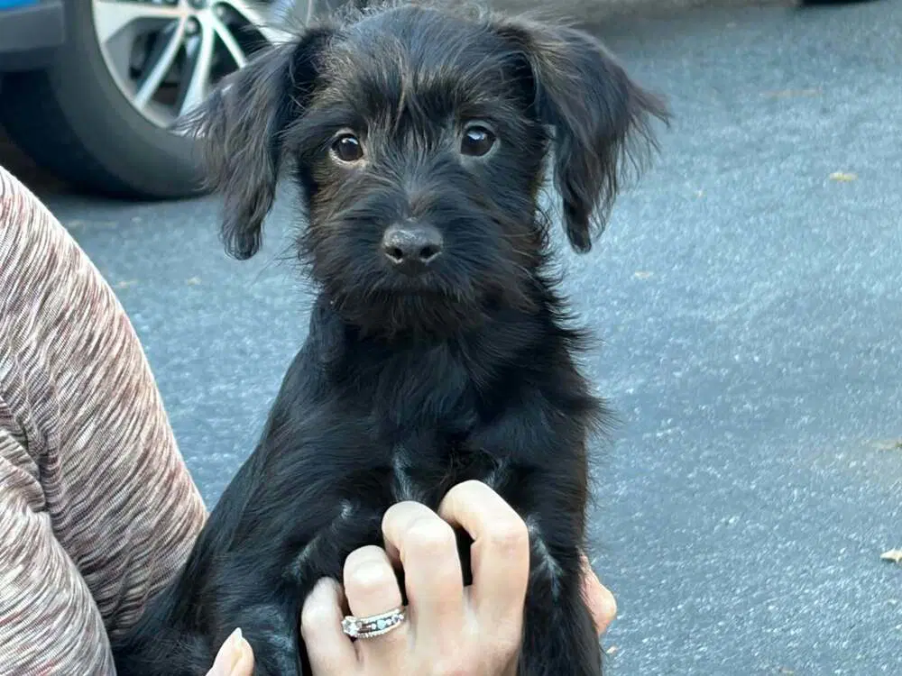 Inigo Montoya - Terrier