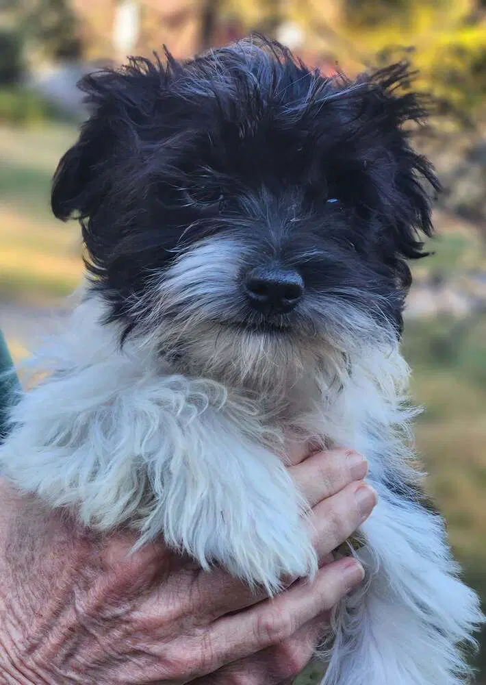 Fezzik - Terrier