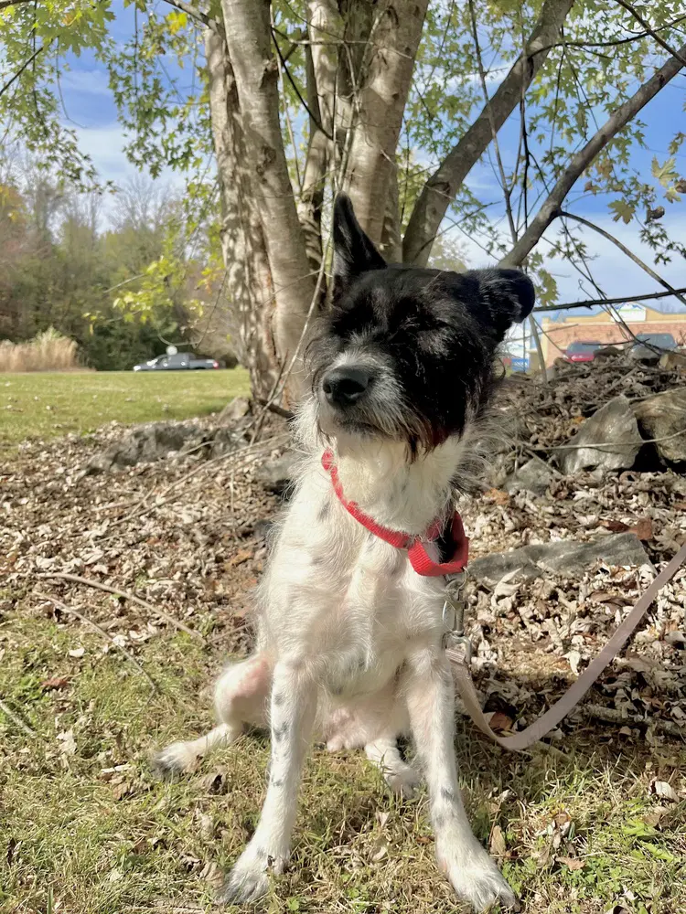 Ladybug - Terrier