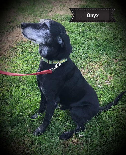 Onyx