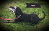Onyx