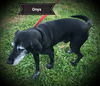 Onyx