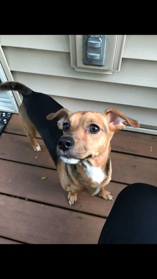 Jax Beagle Doxie