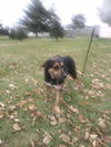 Chester