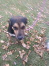 Chester