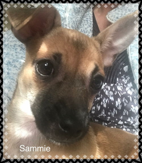Sammie