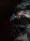 Charlie