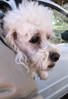 Oliver