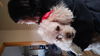 Oliver