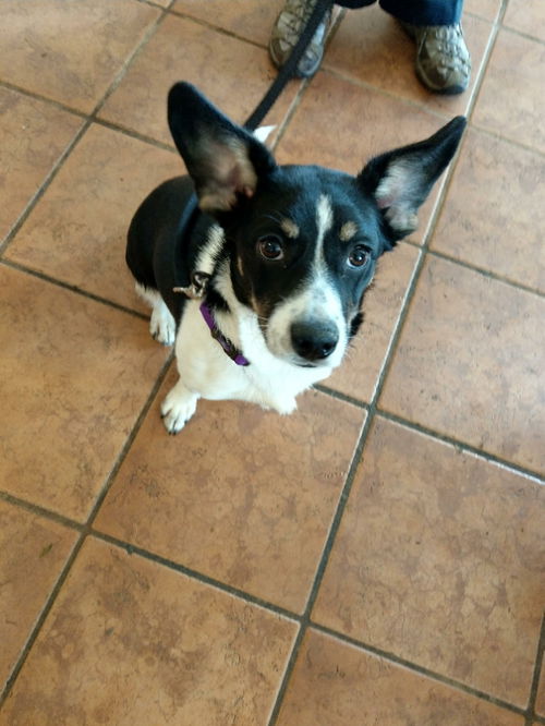 Heidi