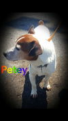 Petey J