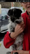 Oreo