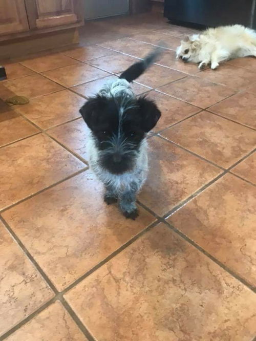 Oreo