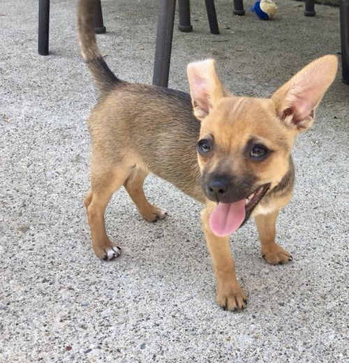 Sabrina’s Puppies Teddy