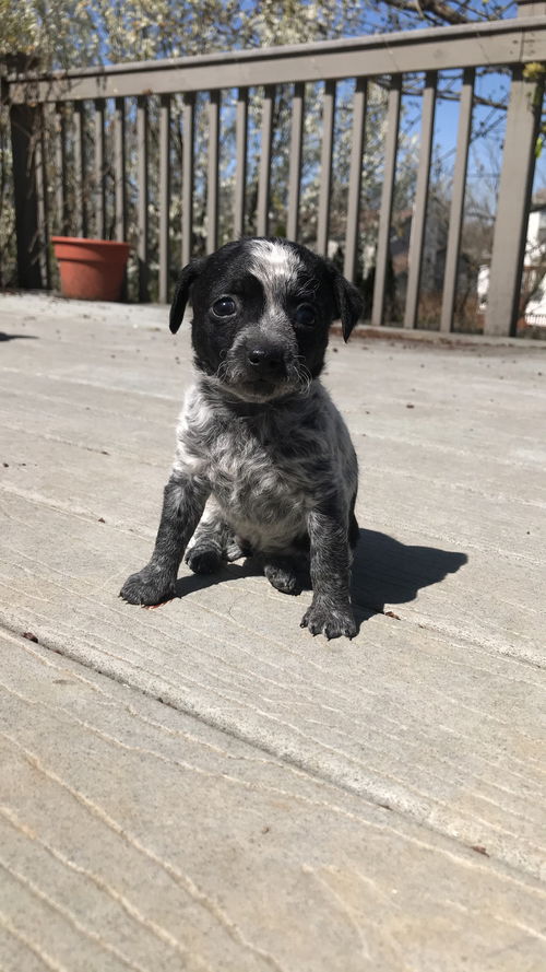 Olivia's puppies - Barb