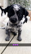 Olivia's puppies - Barb