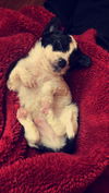 Olivia's puppies - Bennett