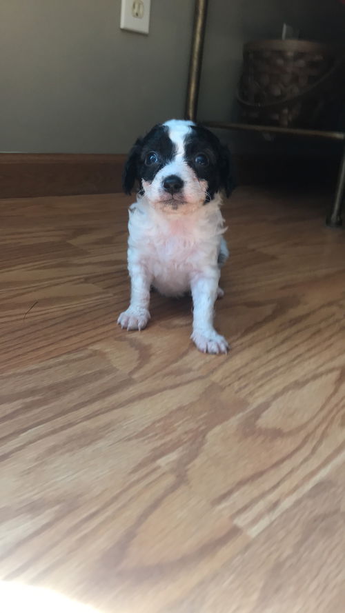 Olivia's puppies - Bennett