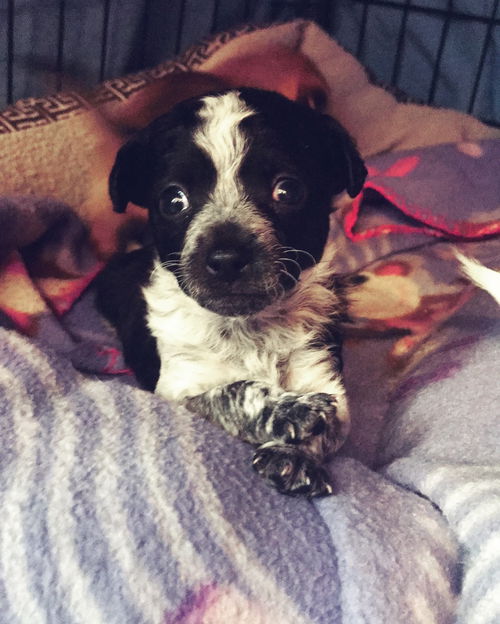 Olivia's puppies -Bernie