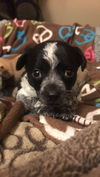 Olivia's puppies -Bernie