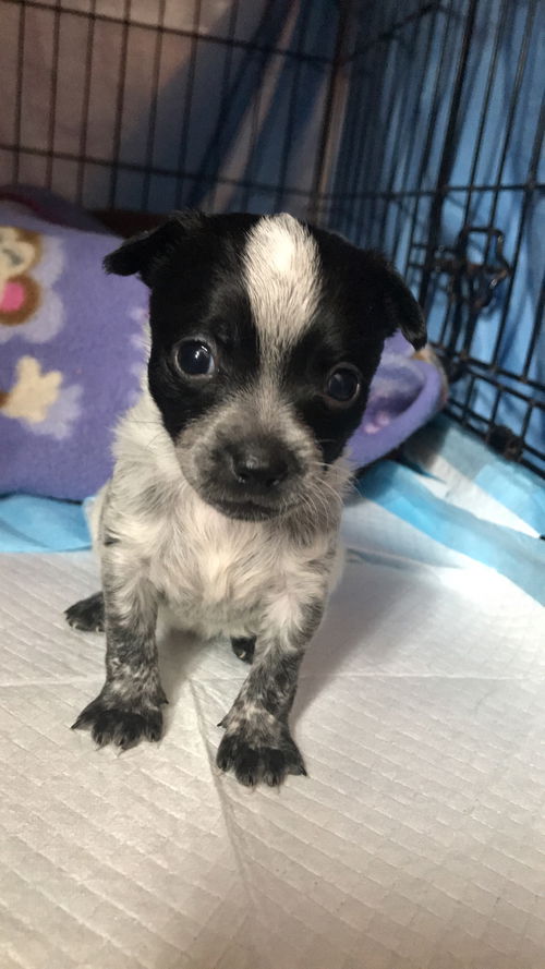 Olivia's puppies - Bonnie
