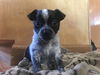 Olivia's puppies - Bonnie