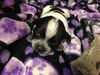 Olivia's puppies - Bonnie