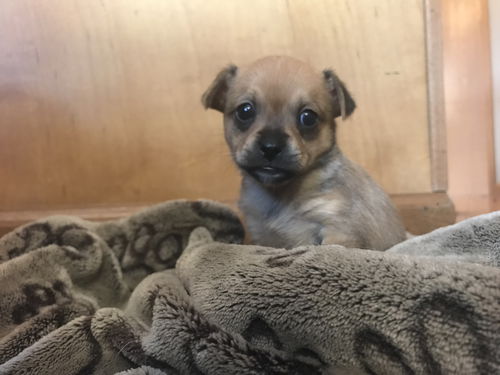 Olivia's puppies - Chloe