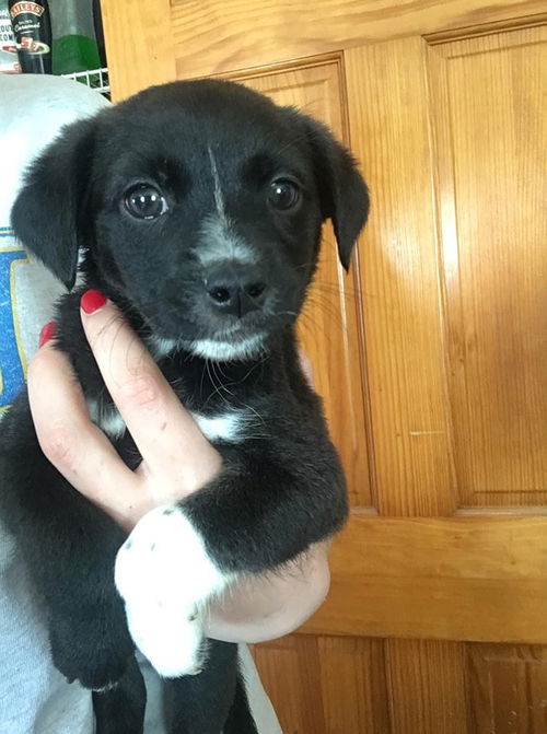 Lab Mix Puppies: Gilbert