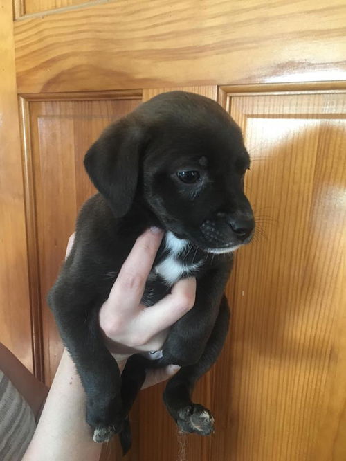 Lab Mix Puppies:Enzo