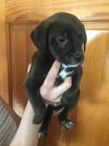 Lab Mix Puppies:Enzo